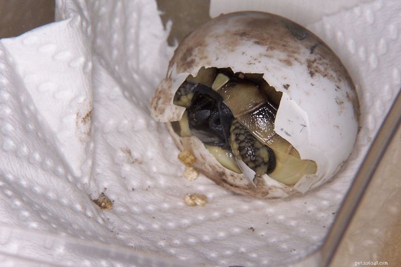 Ritenzione degli ovuli (distocia) nelle tartarughe:il problema e alcune soluzioni – Parte 2
