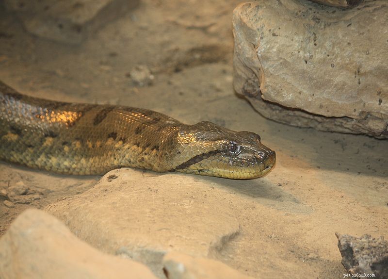 L anaconda vert - Histoire naturelle du plus grand serpent du monde
