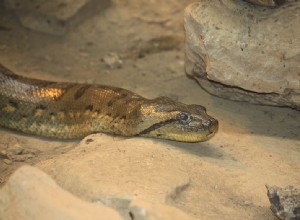 L anaconda vert - Histoire naturelle du plus grand serpent du monde