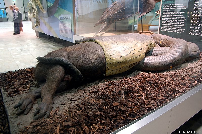 De groene anaconda – natuurlijke historie van  s werelds grootste slang