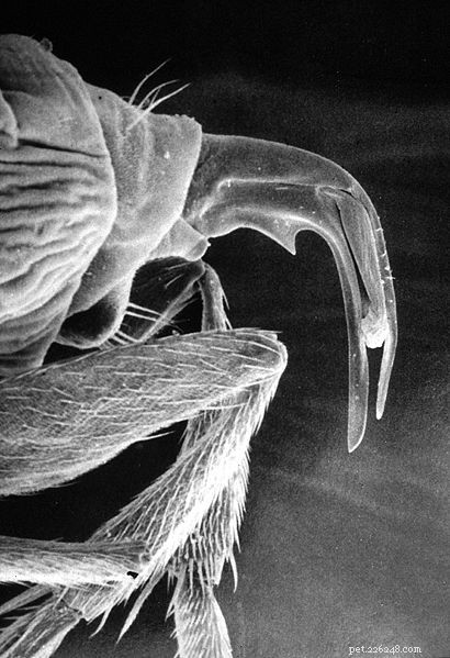Форид или скаттловые мухи – распространенный вредитель в коллекциях герпесов и беспозвоночных – Часть 2