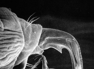 Phorid- eller scuttle-flugor – ett vanligt skadedjur i herp- och ryggradslösa djursamlingar – Del 2