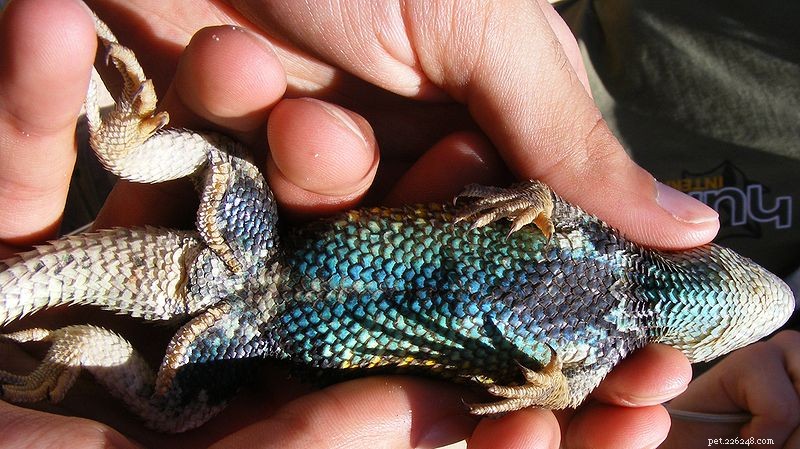 Criação de lagartos facilitada – Os andorinhões vivos ou lagartos espinhosos – Parte 1