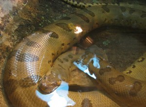 L anaconda vert – Histoire naturelle du plus grand serpent du monde – Partie 1