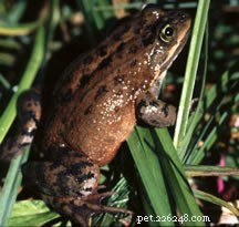 Rare mais non protégé - Les formalités administratives poussent 12 amphibiens américains vers l extinction