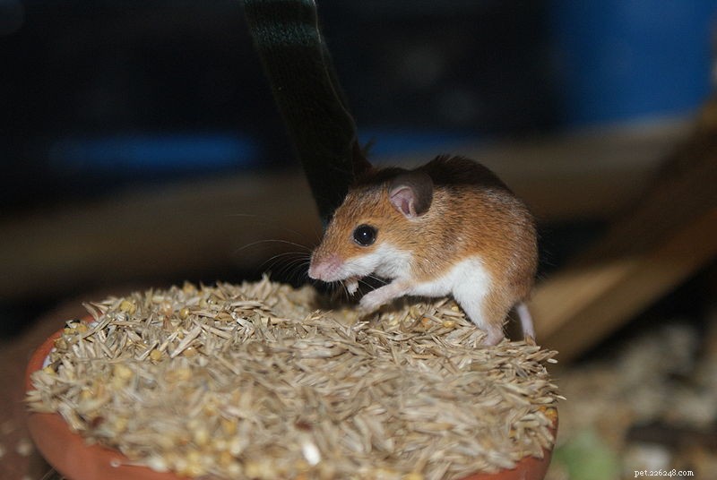 Petites souris roses pour petits herps – la souris pygmée africaine