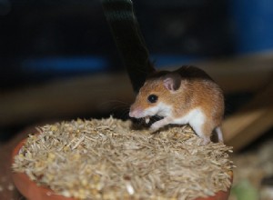 Pequenos Ratinhos Rosa para Herpes Pequenos – o Rato Pigmeu Africano