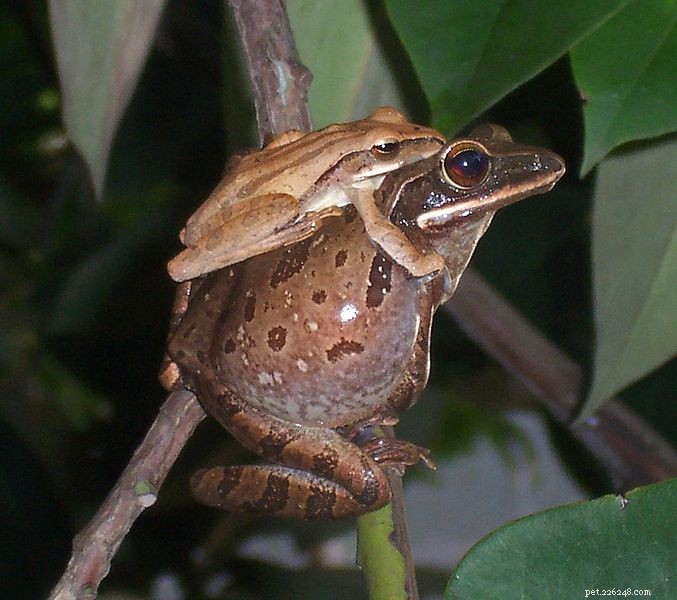 Естественная история азиатской летучей лягушки (золотой древесной лягушки) и содержание в неволе