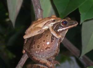 Histoire naturelle et soins en captivité de la grenouille volante asiatique (Golden Treefrog)