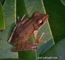 Přírodní historie a péče o asijské létající žáby (Golden Treefrog)