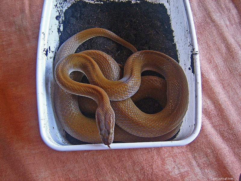 Potěšení chovatele hadů – africký domácí had