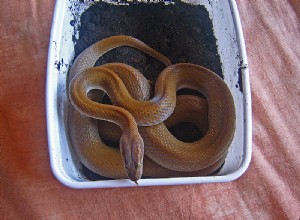 O prazer de um criador de cobras – a cobra doméstica africana
