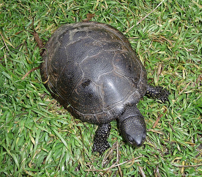 Klouzačky červenouché překonaly konkurenci původních evropských želv