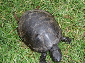 As tartarugas-de-orelha-vermelha superam as tartarugas europeias nativas