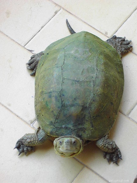 Sliders med röda öron tävlar ut ur europeiska sköldpaddor