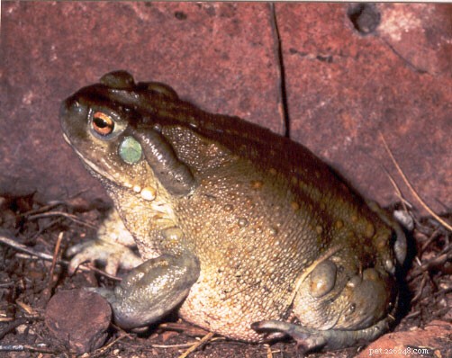 개구리 다이어트 – 널리 사육되는 개구리와 두꺼비를 위한 영양 식품