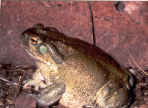 개구리 다이어트 – 널리 사육되는 개구리와 두꺼비를 위한 영양 식품