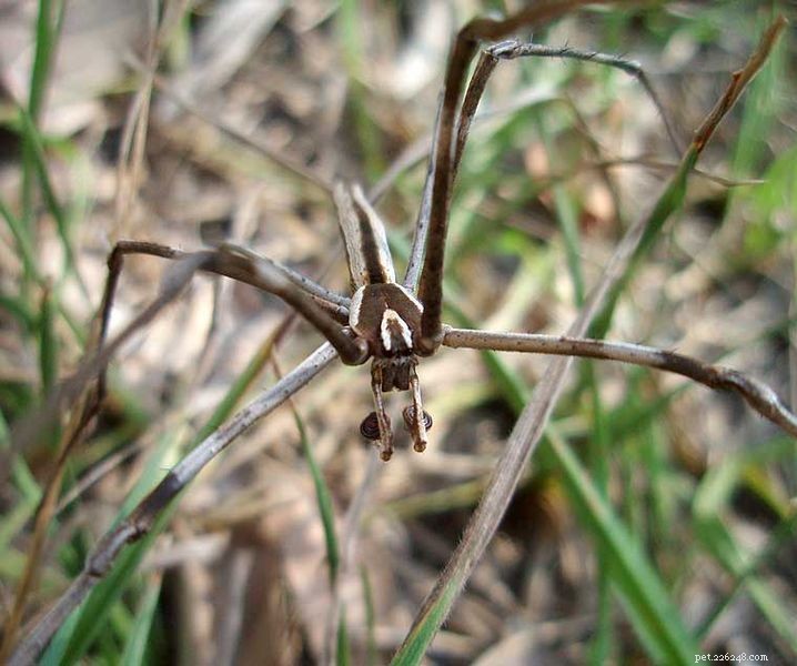 Beyond Webs – Zwemmen, spugen en andere jachtmethoden op spinnen – Deel 2