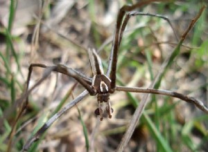 Além das teias – Natação, cuspir e outros métodos de caça à aranha – Parte 2