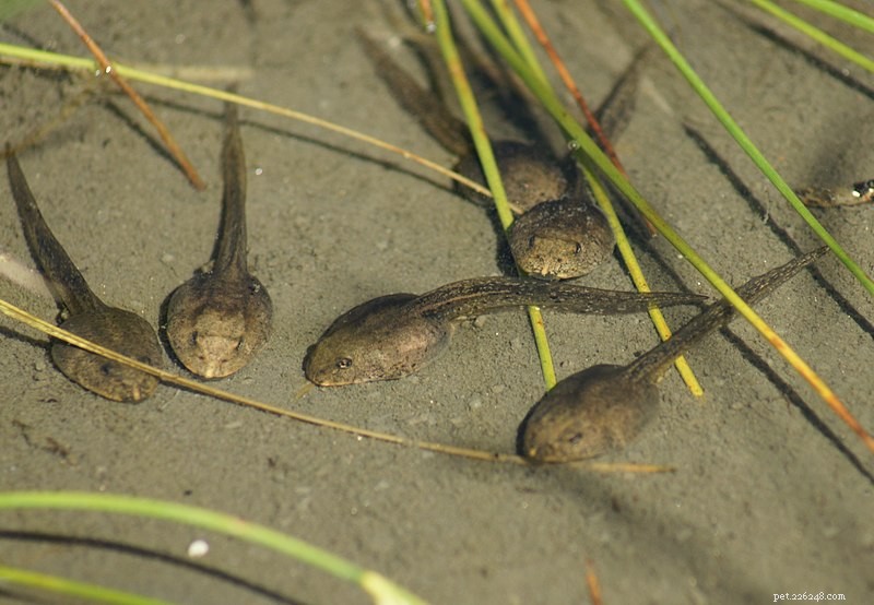 Aardwormvlokken – een nieuw voer voor kikkervisjes, salamanders en andere waterdieren