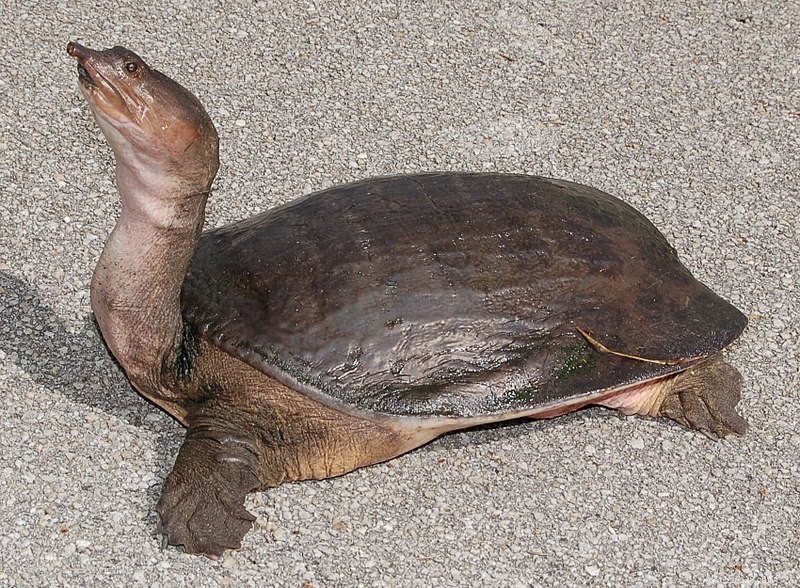De natuurlijke historie en verzorging van de softshell-schildpadden – deel 1