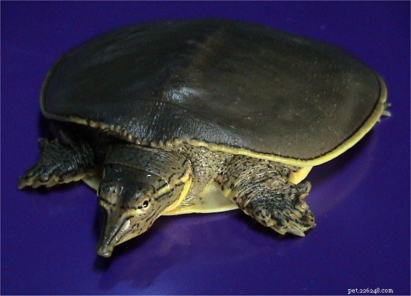자연사 및 부드러운 껍질 거북의 사육 – 1부