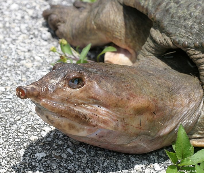 The Natural History and Captive Care of the Softshell Turtles – Del 1