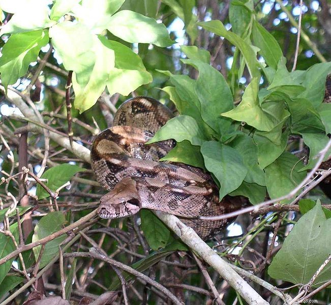 Serpent surprise – Une femelle boa constricteur  vierge  donne naissance