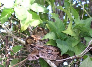 Serpent surprise – Une femelle boa constricteur  vierge  donne naissance