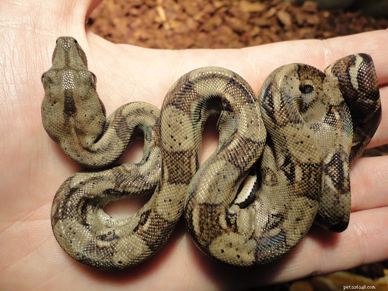 Hadí překvapení – „panna“ samice hroznýše rodí
