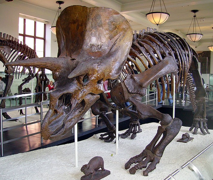 Ny dinosaurie liknade en hornödla – i enorm skala
