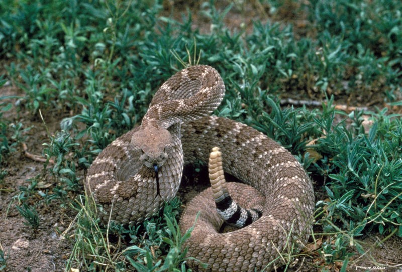 뱀과 도마뱀의 손실은 전 세계 파충류 감소의 증거가 될 수 있습니다