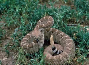 Förluster av ormar och ödlor kan ge bevis för en global nedgång av reptiler
