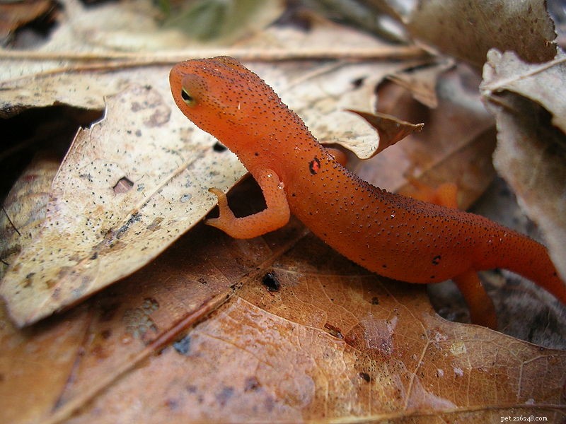 De oostelijke salamander – de vele ondersoorten en hybriden van een populier huisdier – deel 1
