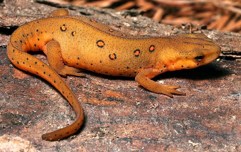 De oostelijke salamander – de vele ondersoorten en hybriden van een populier huisdier – deel 1