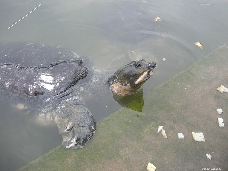 L histoire naturelle et les soins en captivité des tortues molles – Partie 2