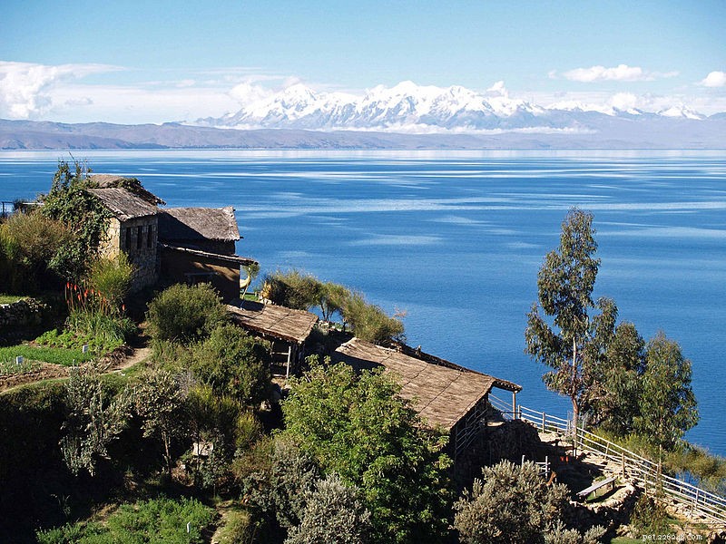 보존 업데이트 – 피부를 호흡하는 기이한 호수 Titicaca 개구리
