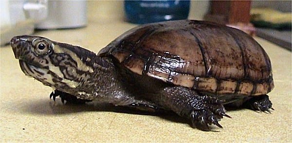 Den vanliga mysksköldpaddan – Mitt val för den perfekta husdjurssköldpaddan, med anteckningar om släktingar