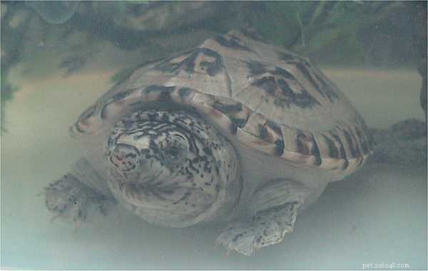 Den vanliga mysksköldpaddan – Mitt val för den perfekta husdjurssköldpaddan, med anteckningar om släktingar