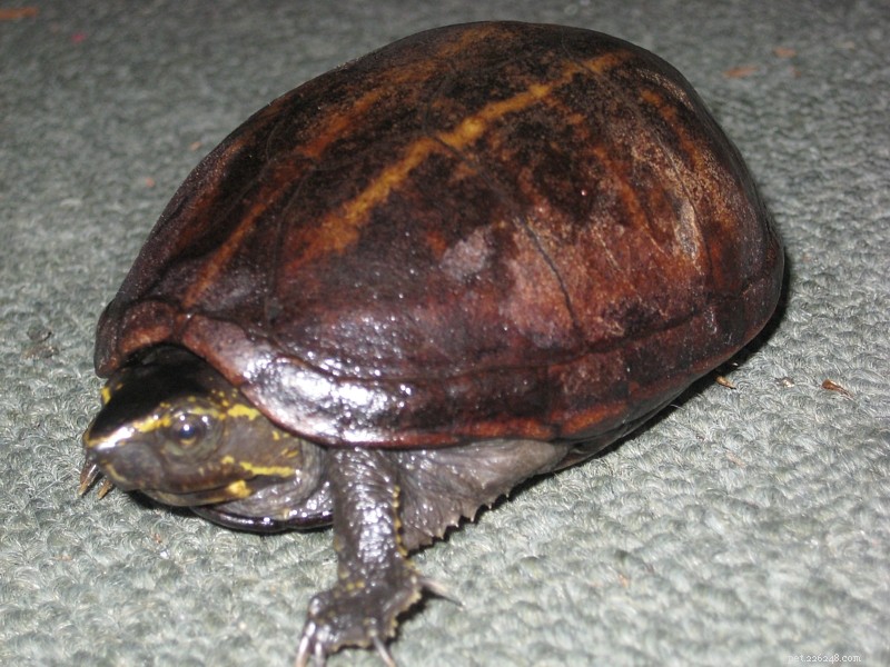 La tartaruga muschiata comune:la mia scelta per una tartaruga da compagnia perfetta, con note sui parenti