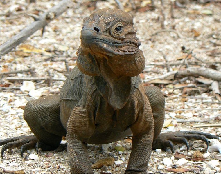 The Natural History and Captive Care of the Rhinoceros Iguana