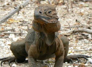 Histoire naturelle et soins en captivité de l iguane rhinocéros