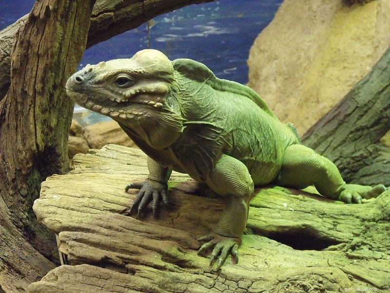 The Natural History and Captive Care of the Rhinoceros Iguana