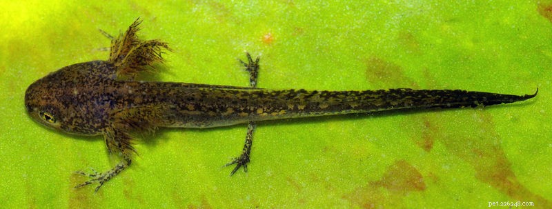 De oostelijke salamander – de vele ondersoorten en hybriden van een populair huisdier – deel 2