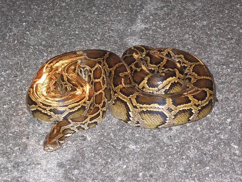 Исследование бирманского питона во Флориде – змеи не могут пережить зиму в Южной Каролине