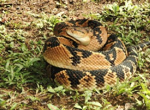 Professional Herpetological Organizations and Journals – Part 2