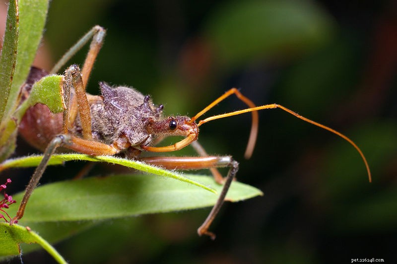 Assassin Bugs – Captive Care and a Spider-Hunting Assassin – Part 2