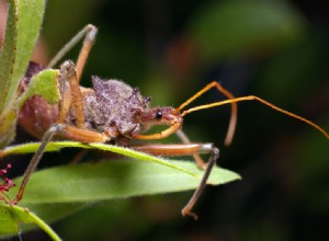 Assassin Bugs – Captive Care and a Spider-Hunting Assassin – Part 2