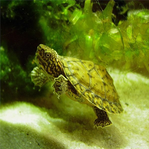Muschio e tartarughe di fango – Presentazione di cinque specie interessanti – Parte 2