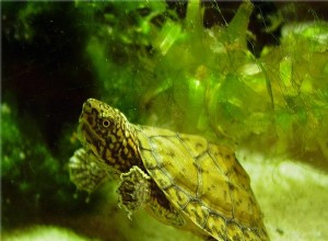 Mysk- och lersköldpaddor – Vi presenterar fem intressanta arter – del 2